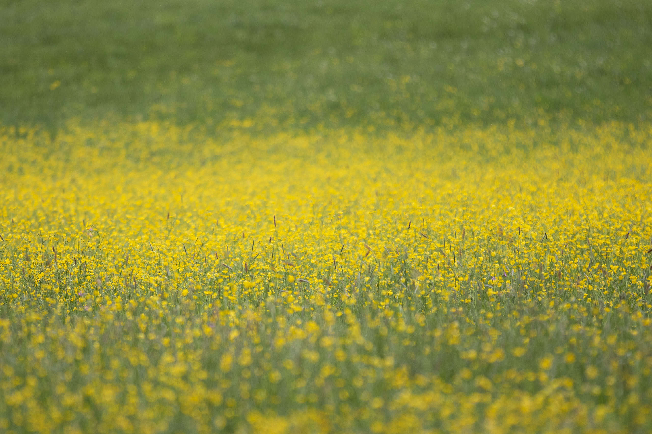 20250503140053 RD4 2558